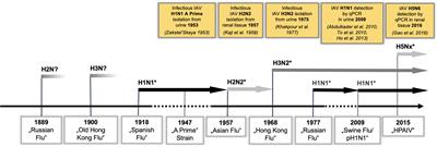 Influenza A virus replicates productively in primary human kidney cells and induces factors and mechanisms related to regulated cell death and renal pathology observed in virus-infected patients